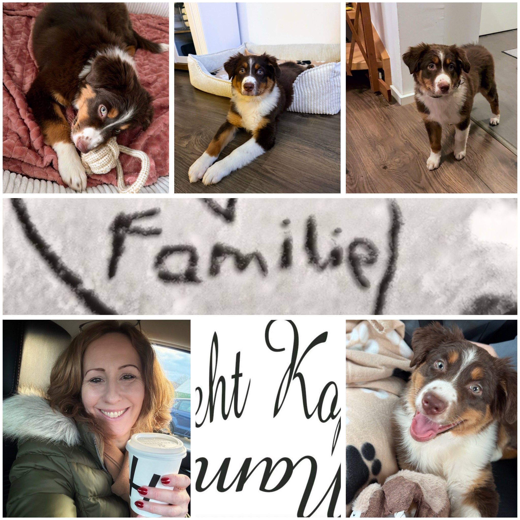 Und auf einmal zählen ganz andere Dinge – Unsere Hazel zieht ein!!! #welpeneinzug #aussie #wib