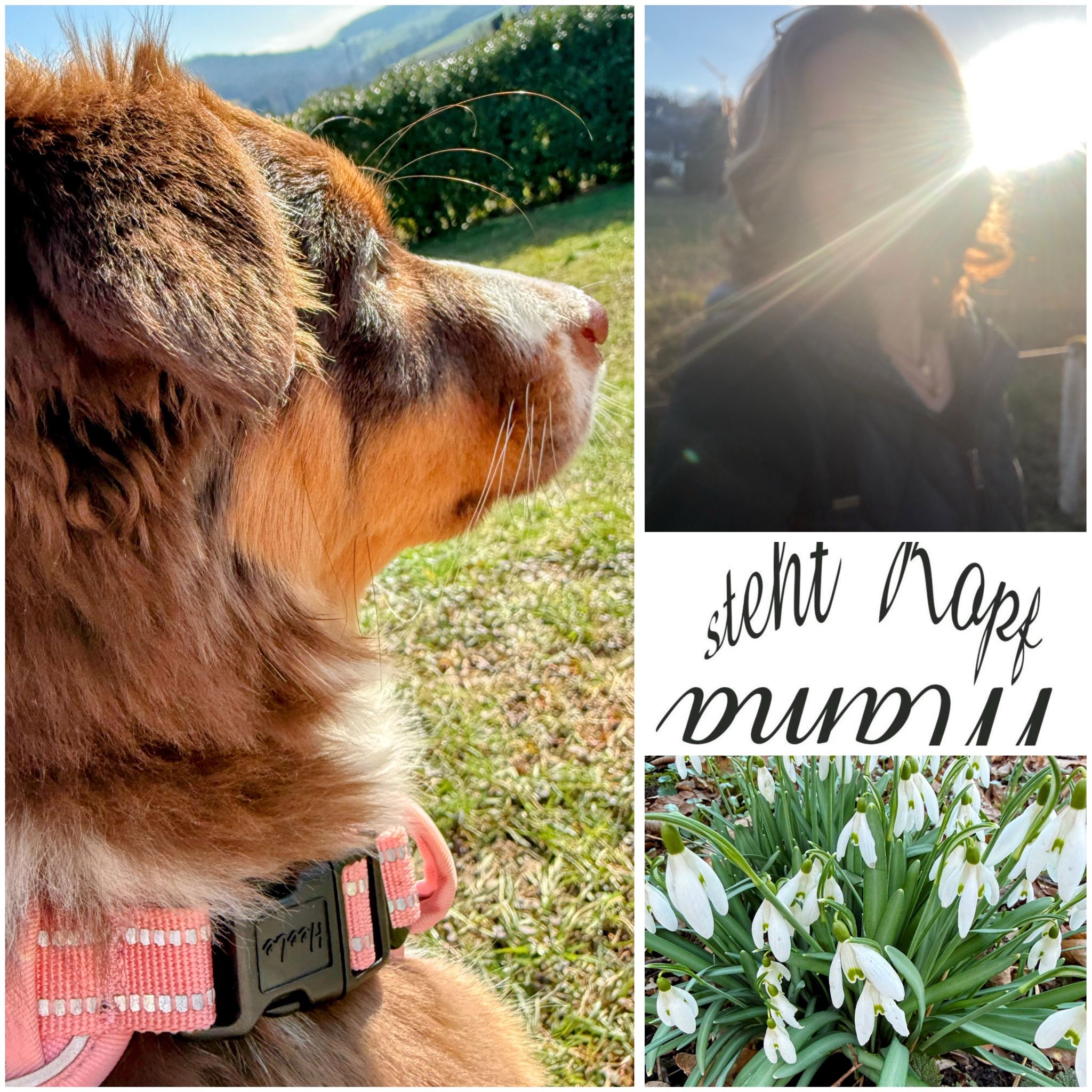 Herausfordernde Welpen-Zeit: Zuckersüß und doch so wild!!! – Unser #wib 28.02./01.03.